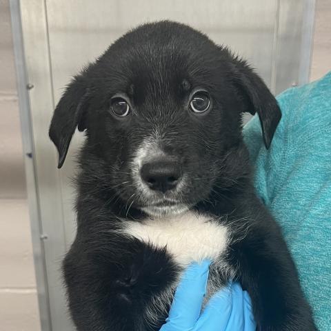 Photo for 155130 [Root Beer]