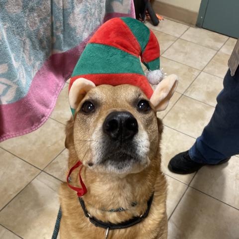 Photo for 155138 [Sweet Potato]