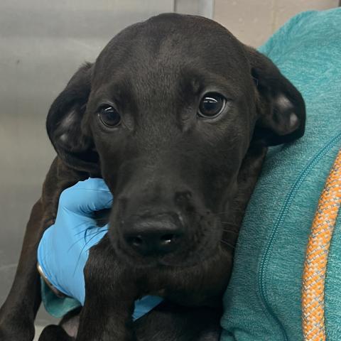 Photo for 155146 [Americano]