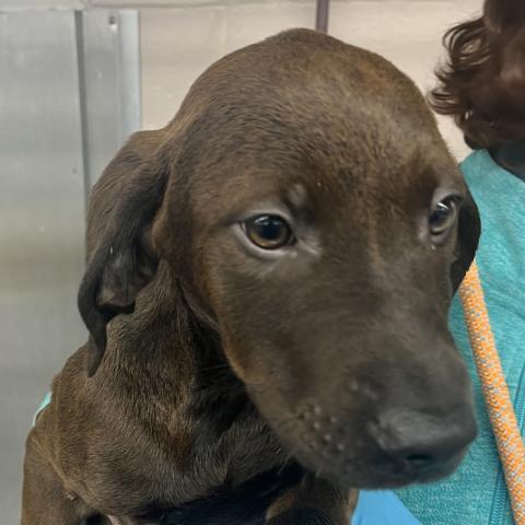 Photo for 155150 [Arabica]