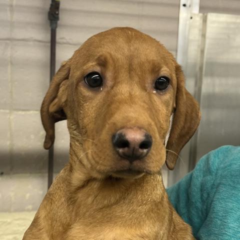 Photo for 155152 [Robusta]