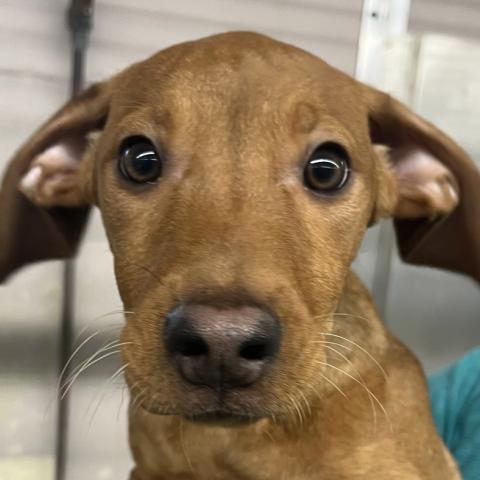 Photo for 155156 [Liberica]