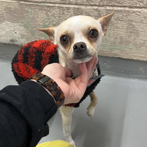 Photo for 155236 [Fritz]