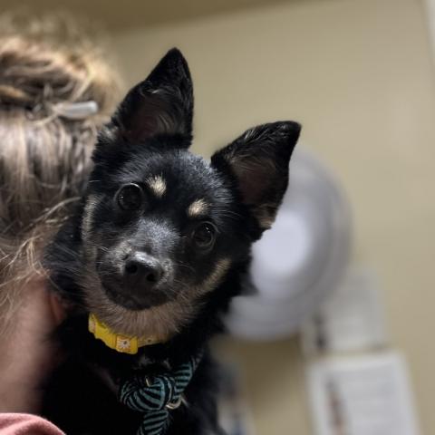 Photo for 155254 [Tulip]