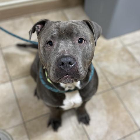 Photo for 155256 [Sully]