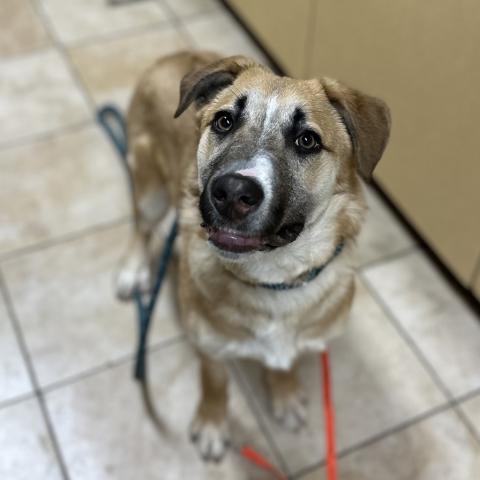 Photo for 155266 [Linus]