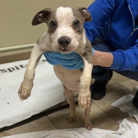 Photo for 155293 [Ferguson]