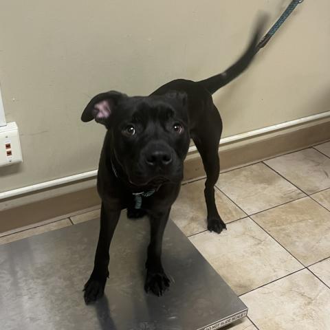 Photo for 155323 [Tiberius]