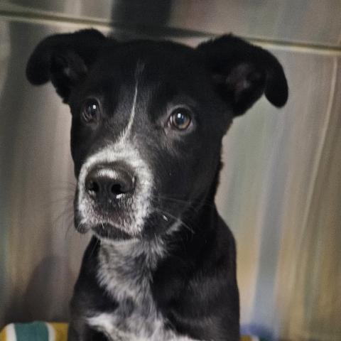 Photo for 155387 [Caboose]