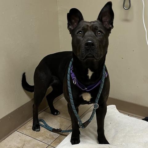 Photo for 155506 [Bette Davis]