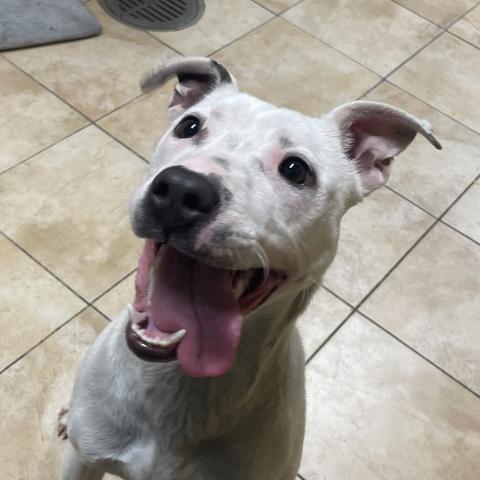 Photo for 155525 [Bunny]