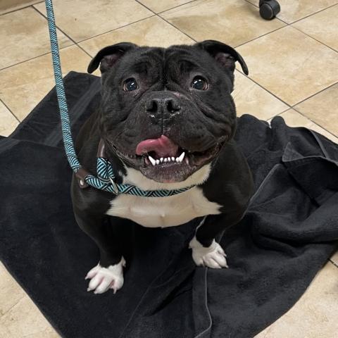 Photo for 155607 [Linkoln]