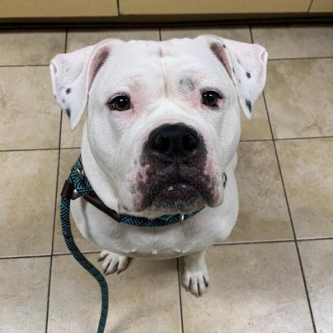 Photo for 155637 [Raviolia]