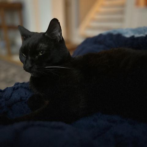 Photo for 155647 [Hazelnut]