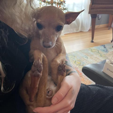 Photo for 155664 [Squeaky]