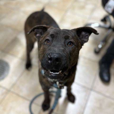 Photo for 155673 [Noah]