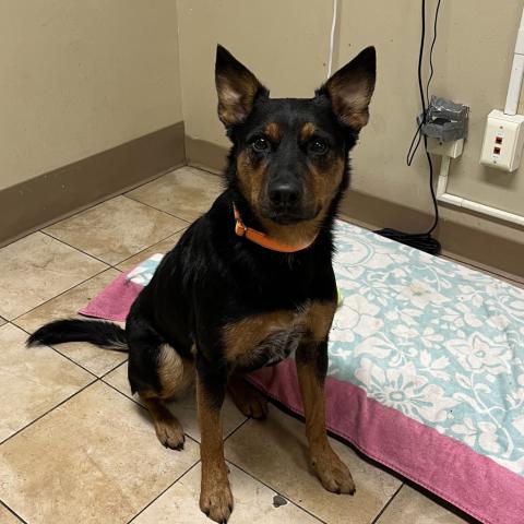 Photo for 155774 [Coco]