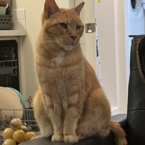 Photo for 155779 [Oliver]