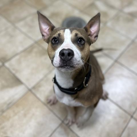 Photo for 155831 [Flying Squirrel]