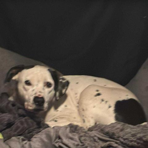 Photo for 155838 [Daisy Mae ]