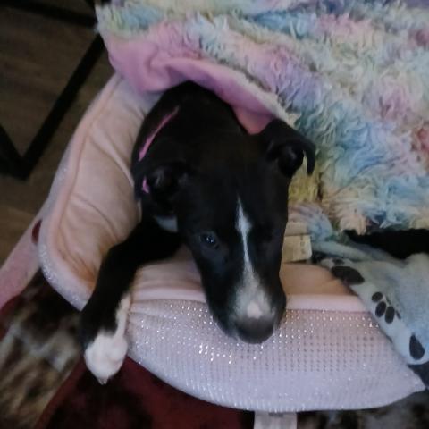 Photo for 155844 [Luna]