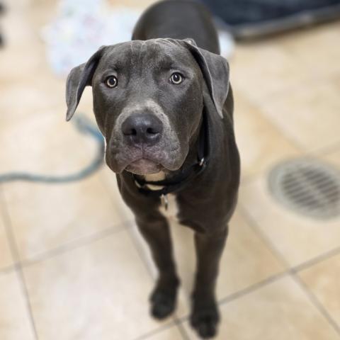 Photo for 155854 [Dasher]