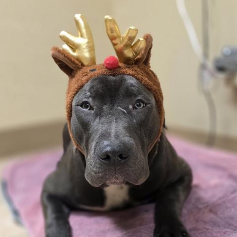 Photo for 155855 [Donner]