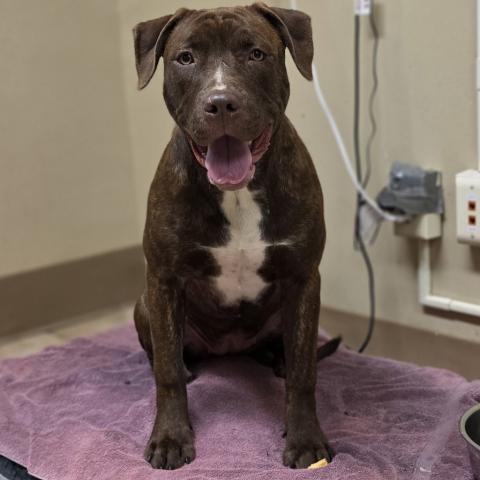 Photo for 155856 [Prancer]