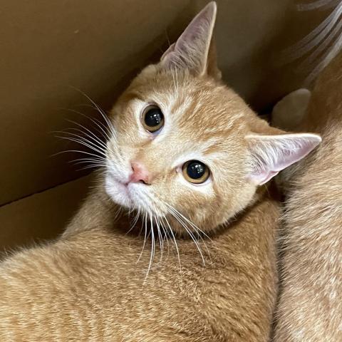 Photo for 155967 [Apollo]