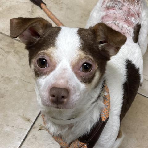 Photo for 155977 [Scooter]