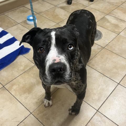 Photo for 156002 [Catty]