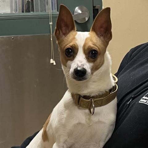 Photo for 156010 [Bruno]