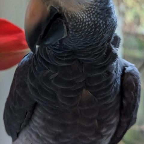 Photo for 156018 [EVE (pronounced Eva)]