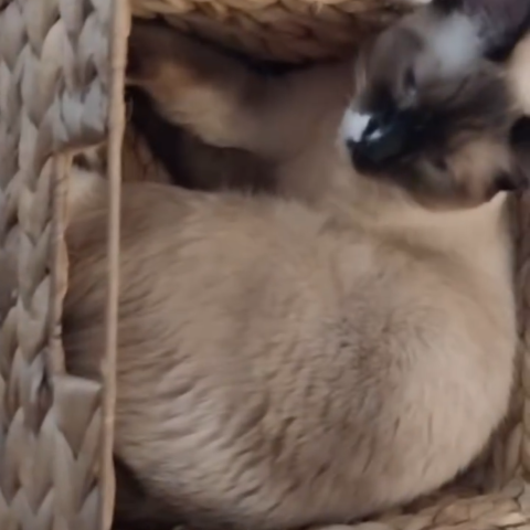 Photo for 156023 [Zoey]