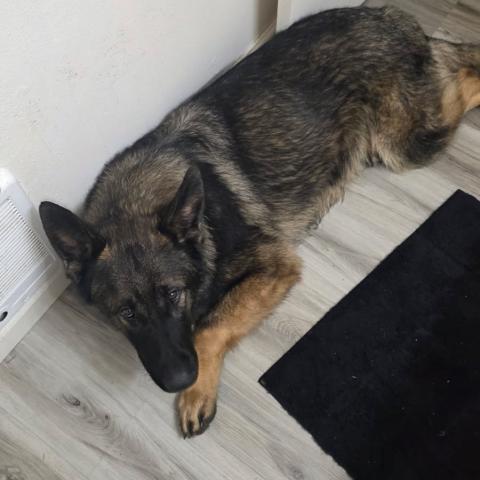 Photo for 156030 [Alfa]