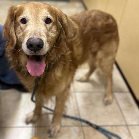 Photo for 156033 [Hank]