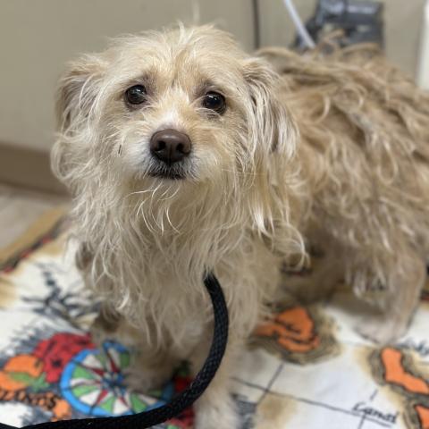 Photo for 156034 [Pollie]