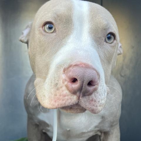 Photo for 156036 [Lovebug]