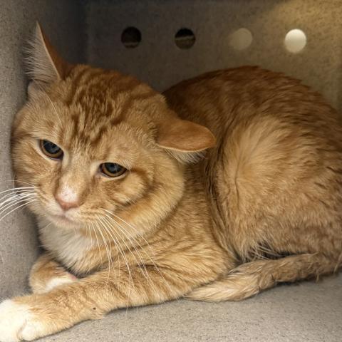 Photo for 156044 [Theta]