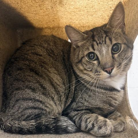 Photo for 156046 [Dylan]