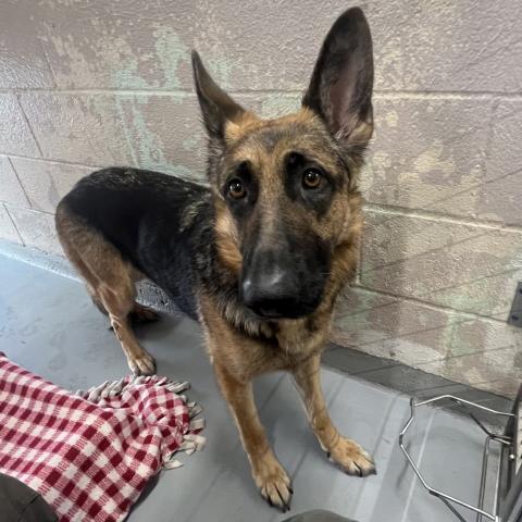 Photo for 156059 [Gardenia]