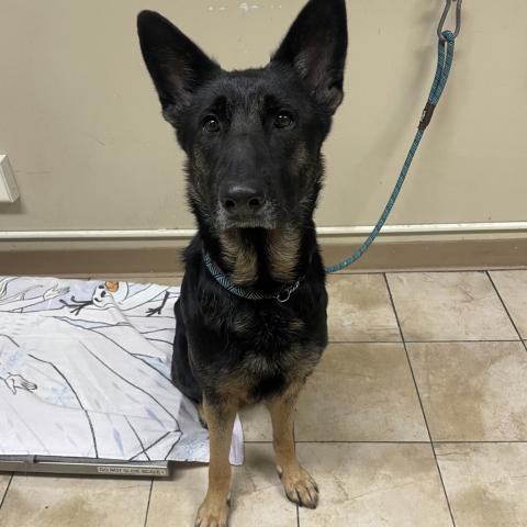 Photo for 156061 [Ranunculus]