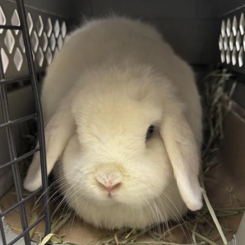 Photo for 156071 [Lila]