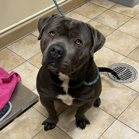 Photo for 156079 [Blueberry]