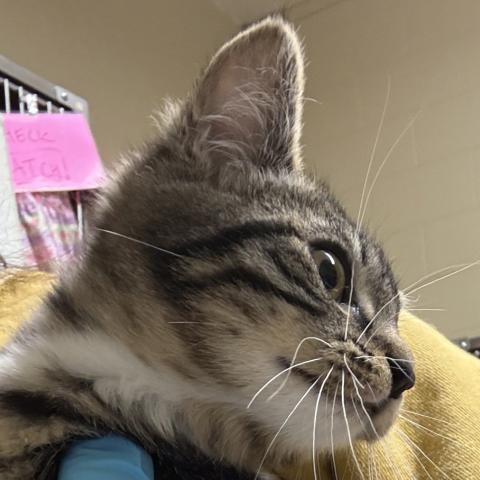 Photo for 156085 [Dorothy]