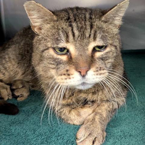 Photo for 156103 [Roscoe]