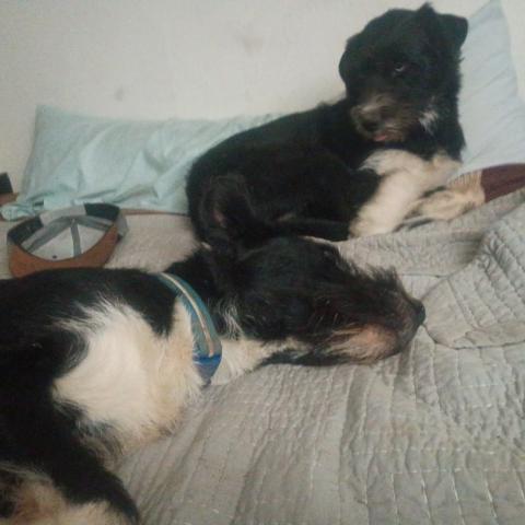 Photo for 156111 [Dip stick]