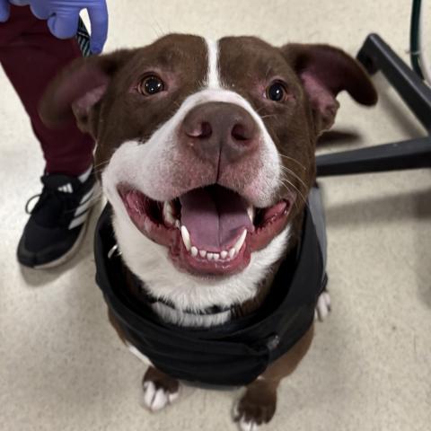 Photo for 156123 [Tobias]