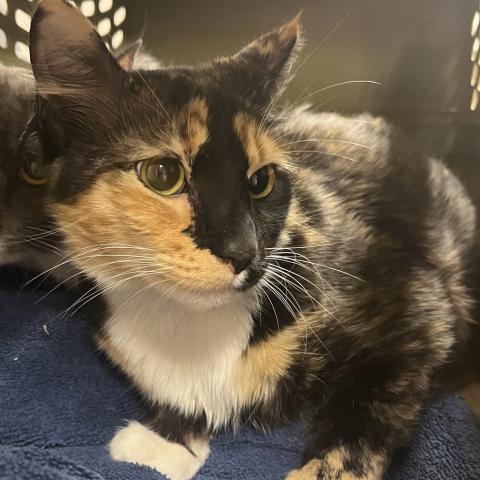 Photo for 156134 [Meeny]