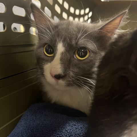 Photo for 156138 [Mo]